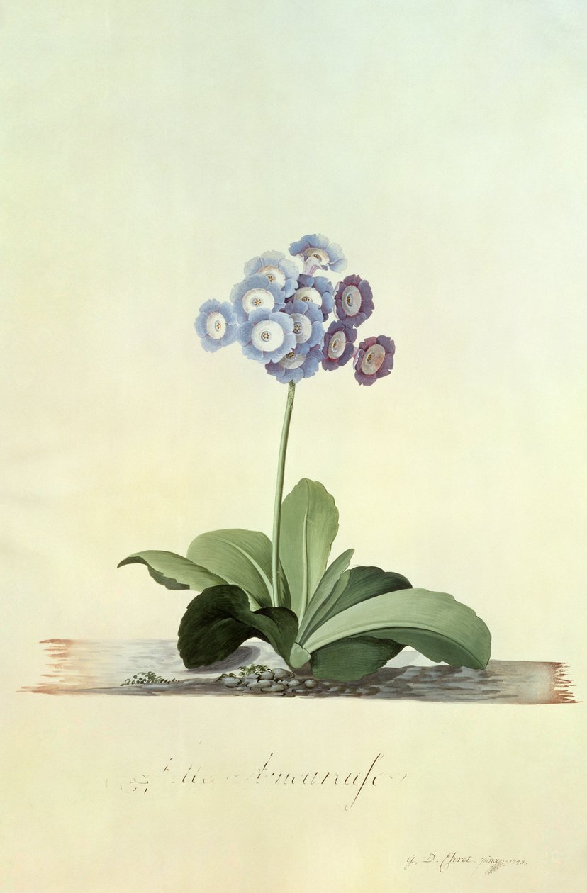 Verliefd meisje (blauwe auricula) door Georg Dionysius Ehret