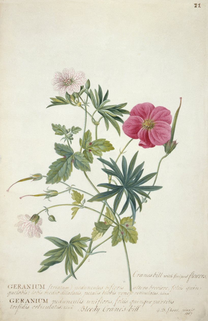 Geranium. Twee verstrengelde stelen van verschillende soorten, 1767 door Georg Dionysius Ehret