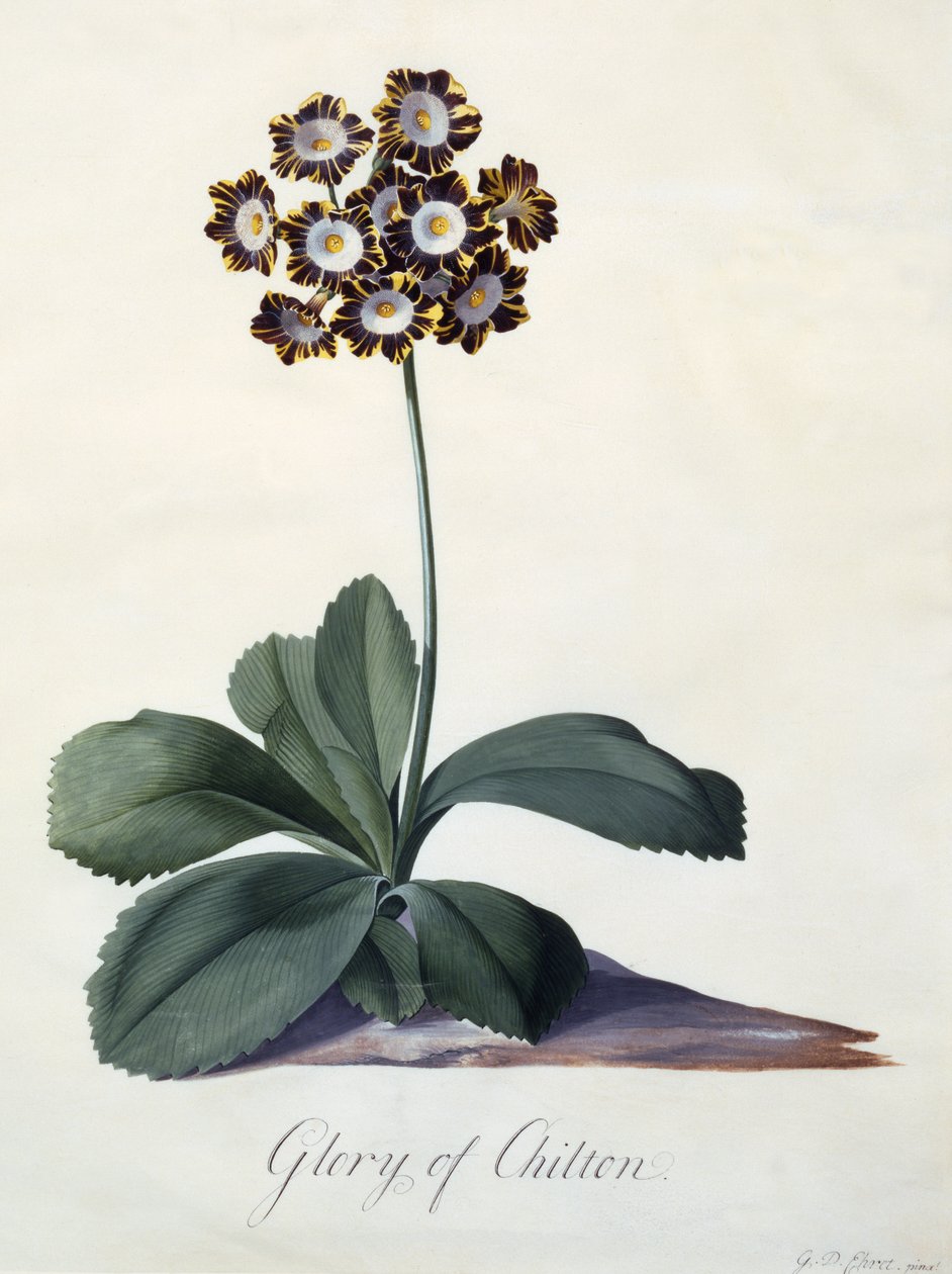 Glorie van Chilton, ca.1745 (handgekleurde gravure) door Georg Dionysius Ehret