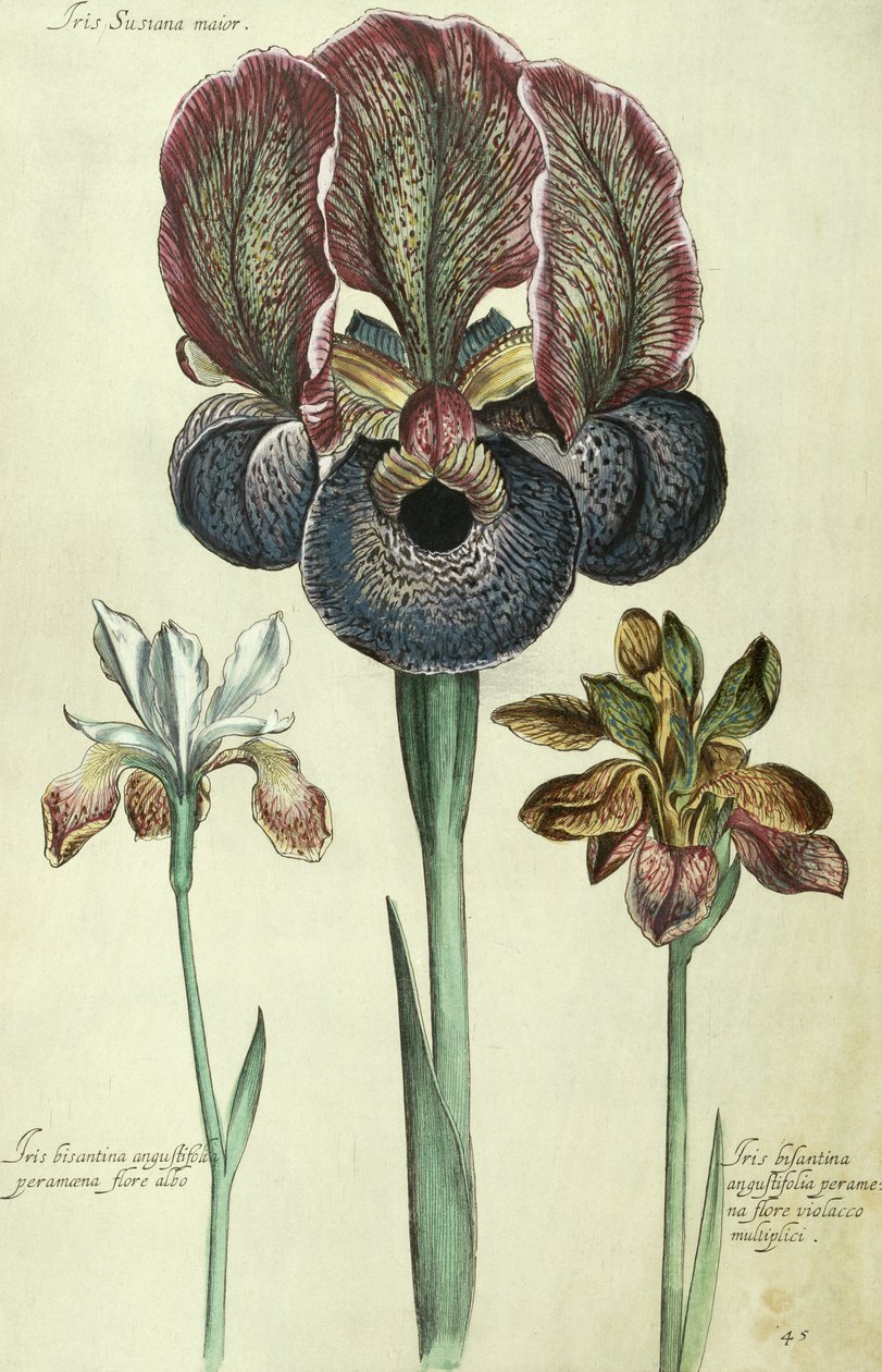 Iris susiana major en Iris bisantina angustifolia door Georg Dionysius Ehret