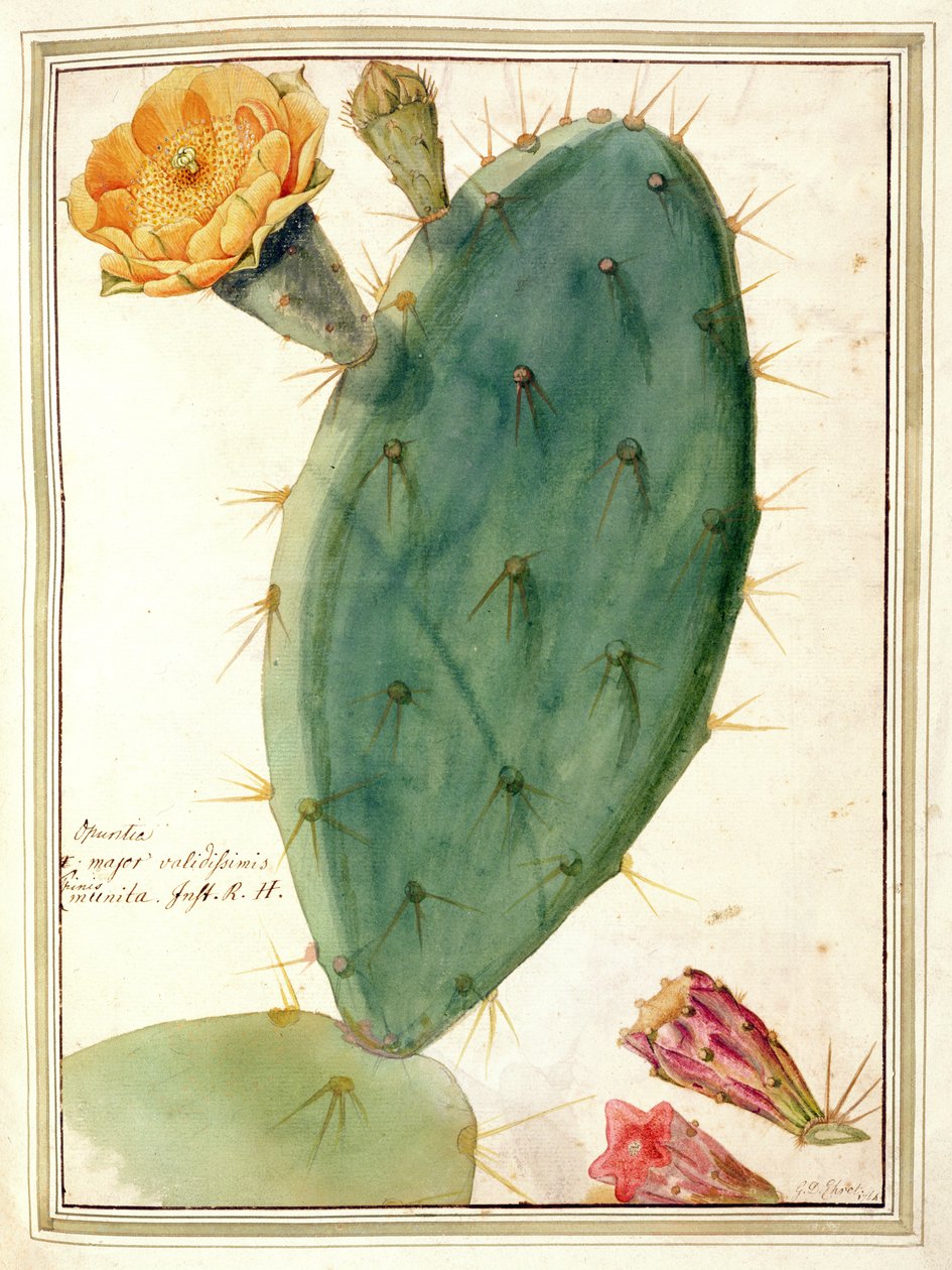 PD.115-1973. f38 Detail van Cactus met Oranje Bloem, c.1764 door Georg Dionysius Ehret