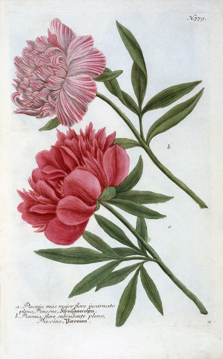 Paeonia uit Johann Wilhelm Weinmann