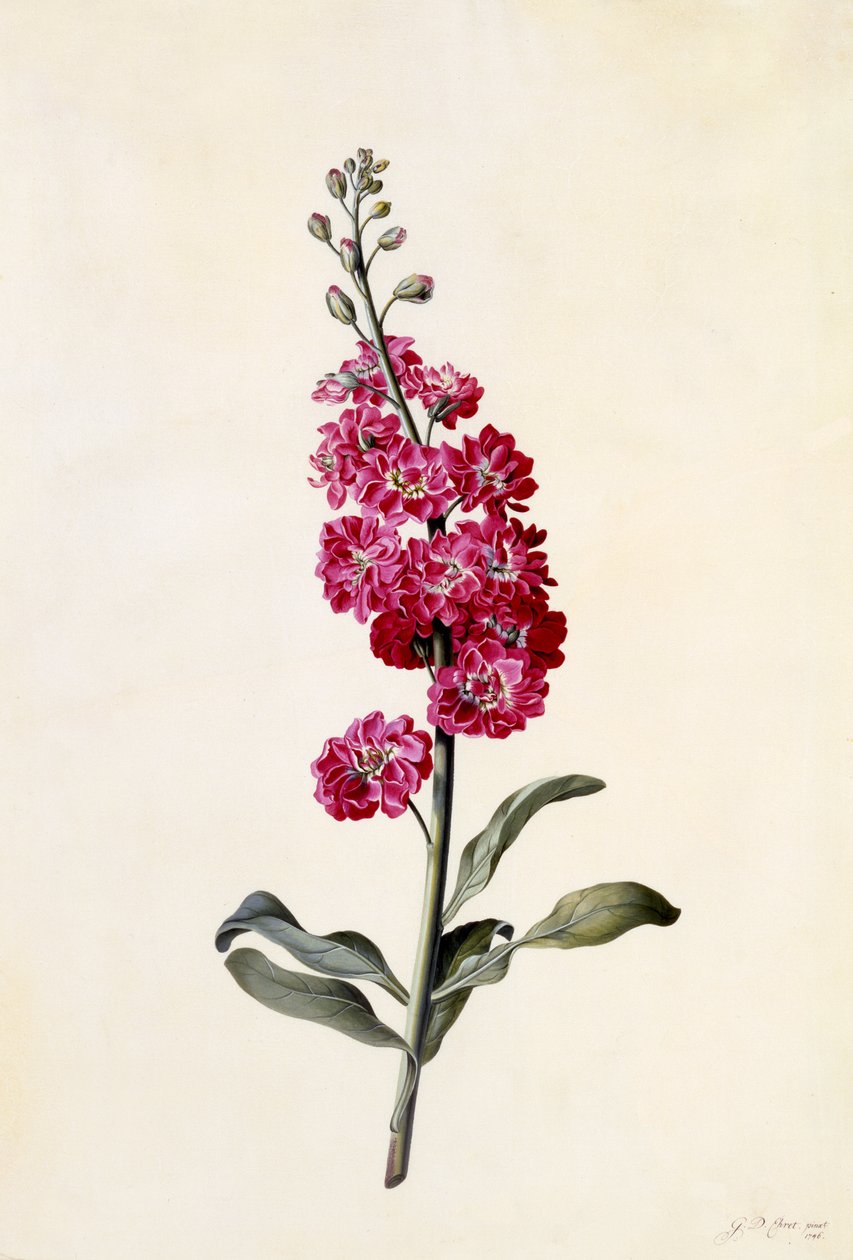 Stock, Matthiola incana, ca. 1746 door Georg Dionysius Ehret