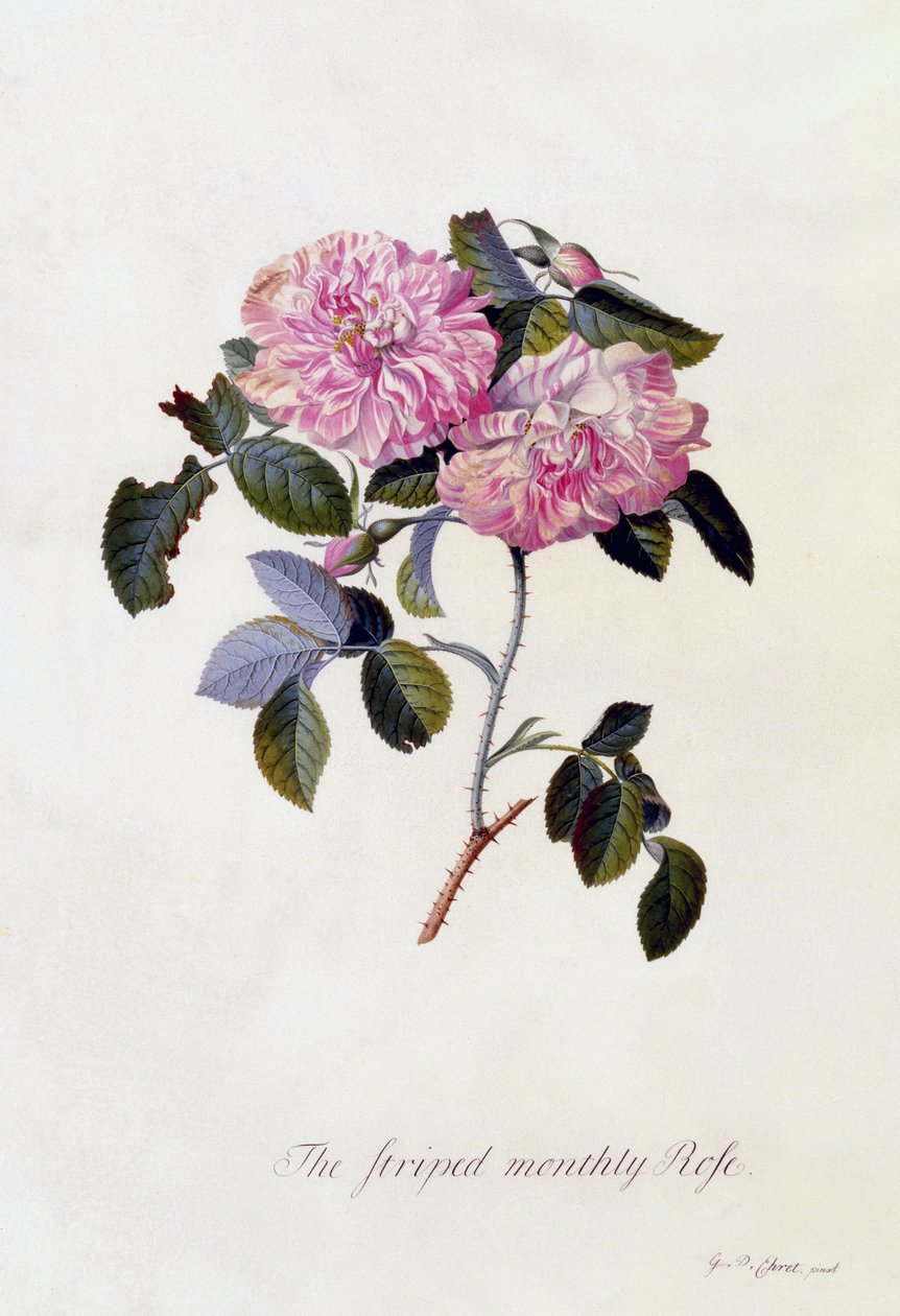 De Gestreepte Maandroos, ca. 1745 door Georg Dionysius Ehret