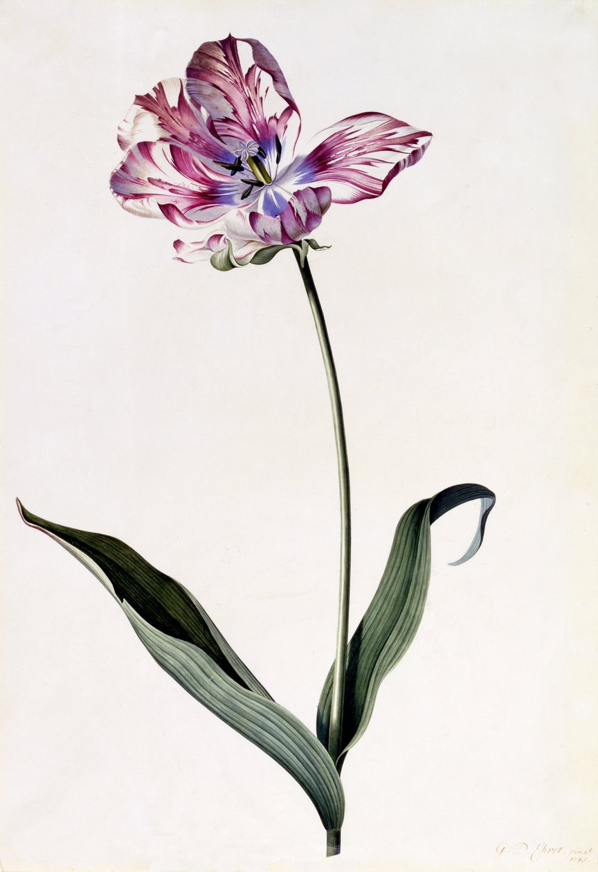 Tulp, c.1745 (handgekleurde gravure) door Georg Dionysius Ehret