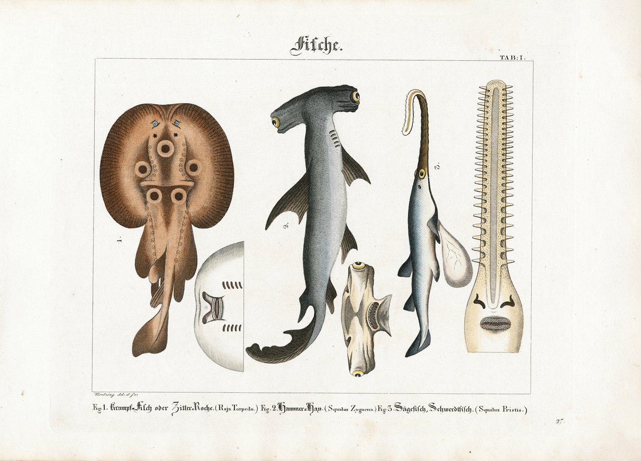 Bijzondere zeevissoorten door Georg Bretzing