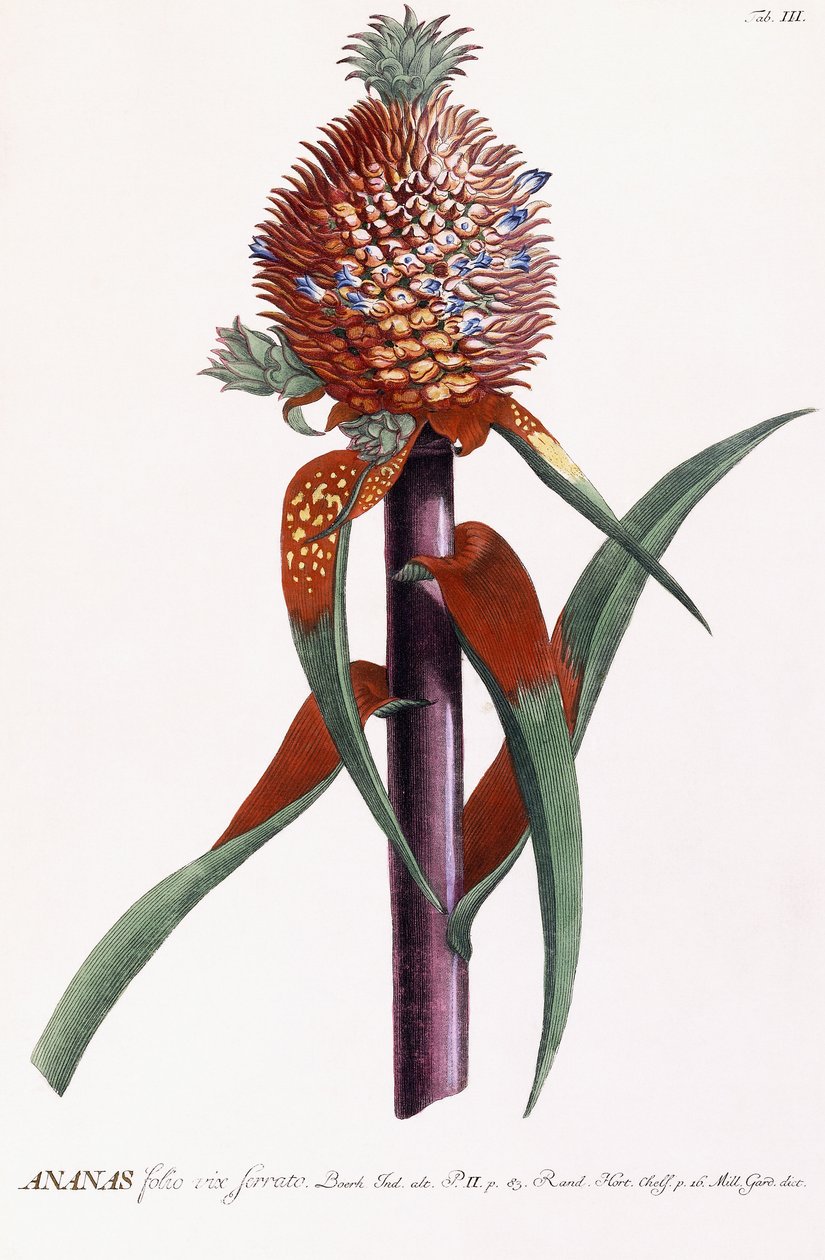 Ananas door Georg Dionysius Ehret