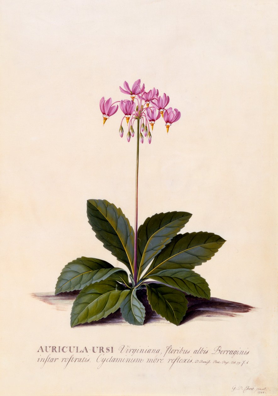 Aricula Ursi Shooting Star, ca. 1744 handgekleurde gravure door "Georg Dionysius Ehret