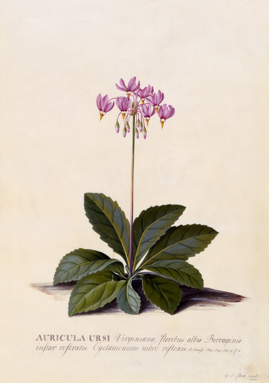 Aricula ursi, vallende ster, ca. 1744 door Georg Dionysius Ehret