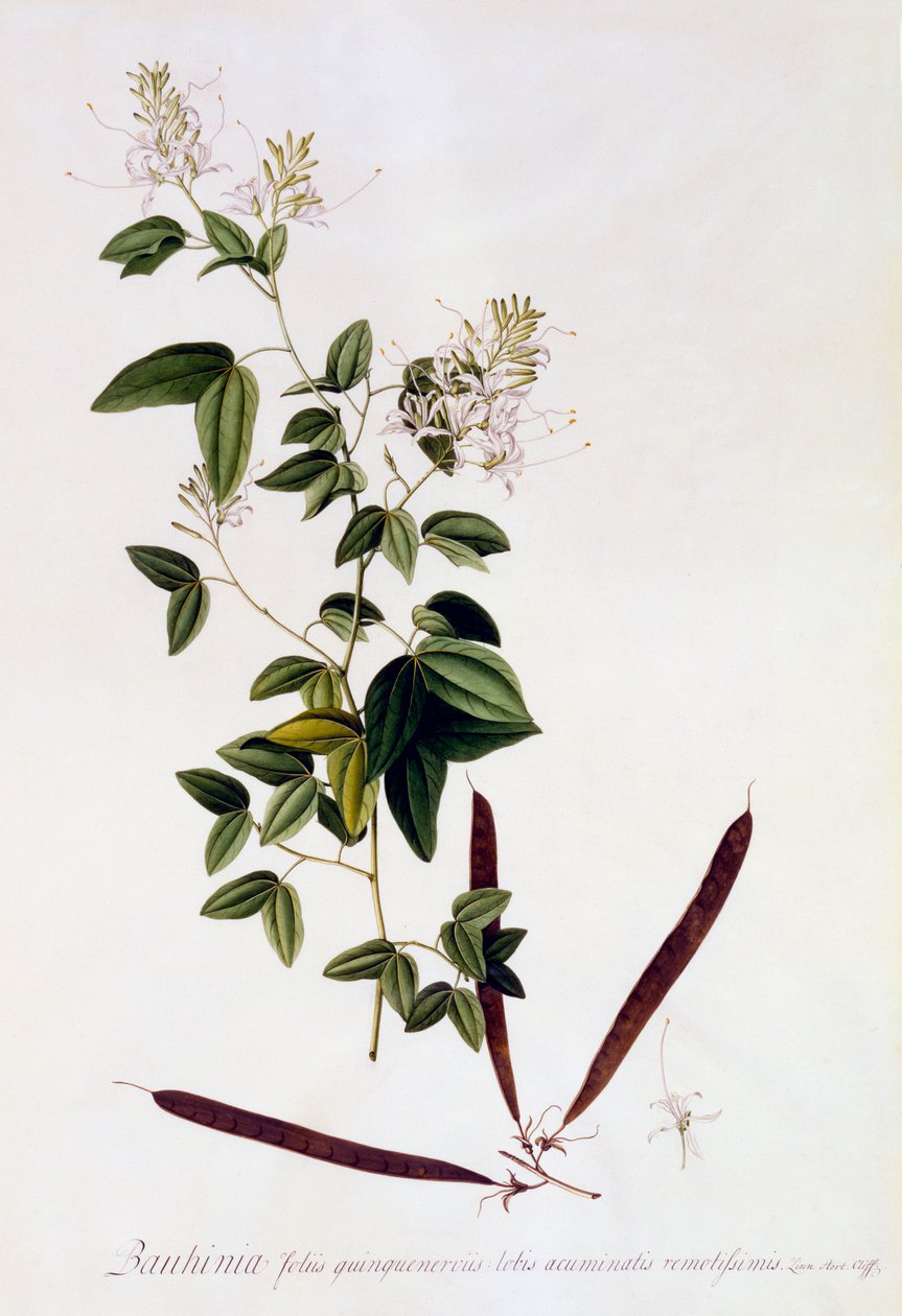 Bauhinia, c. 1745 handgekleurde gravure door "Georg Dionysius Ehret