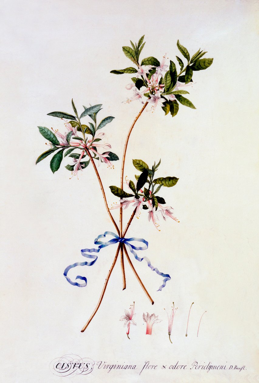 Cistus Virginiana, ca. 1743 handgekleurde gravure door "Georg Dionysius Ehret