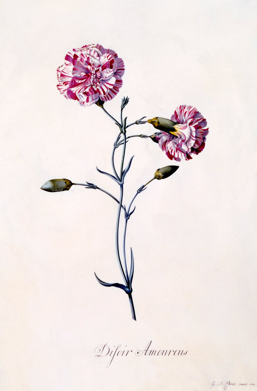 Difor Amourius Anjer, ca. 1745 handgekleurde gravure door "Georg Dionysius Ehret