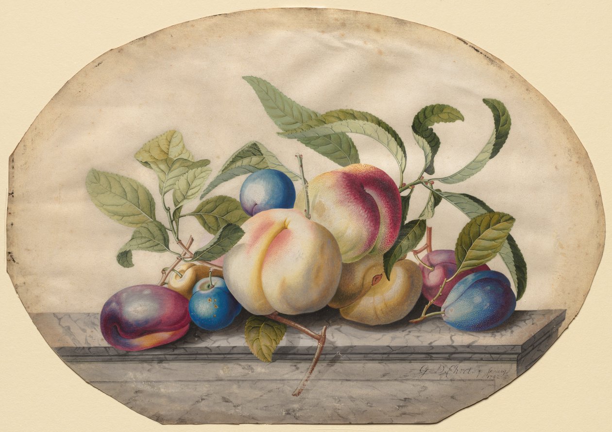 Fruitarrangement: perziken en pruimen op een marmeren plaat door Georg Dionysius Ehret