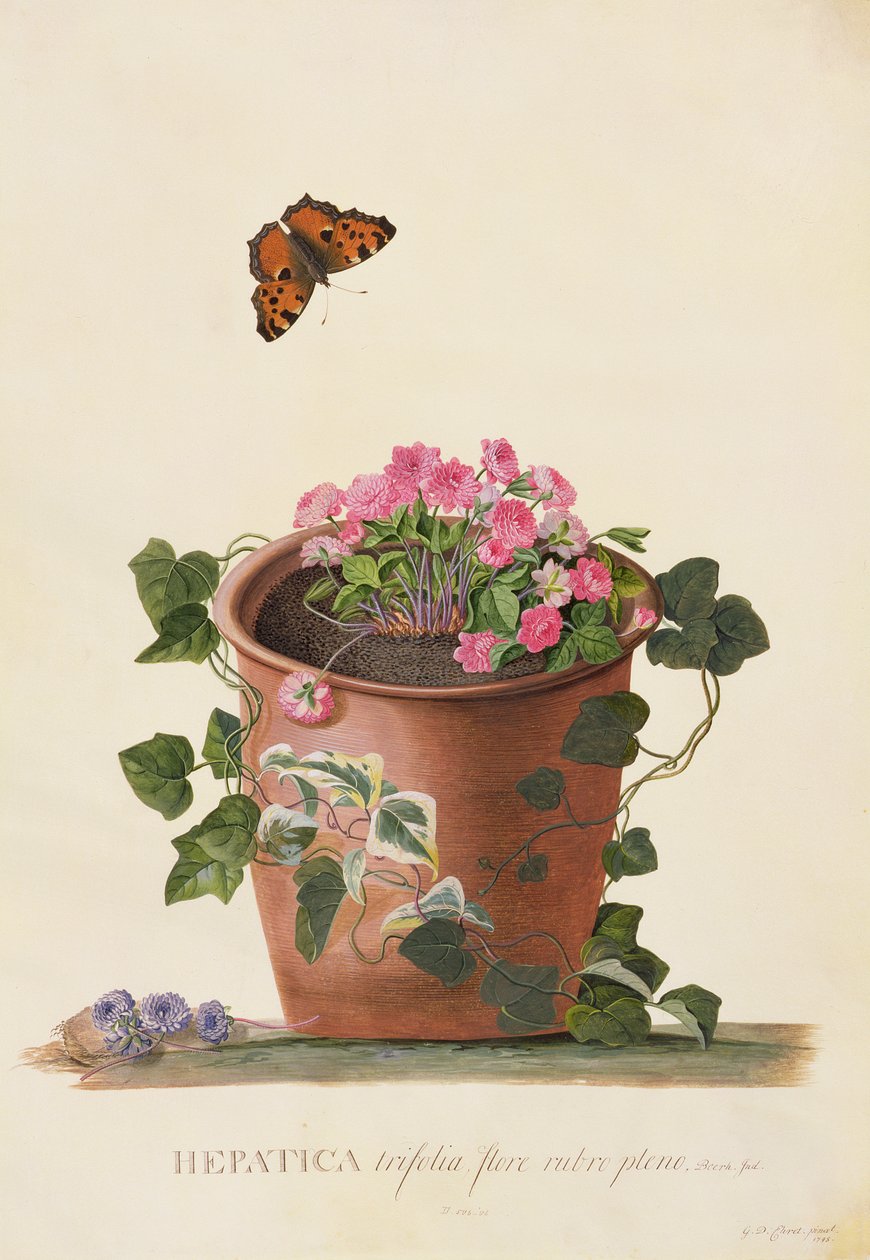 Hepatica trifolia (Nobilis), 1745 door Georg Dionysius Ehret