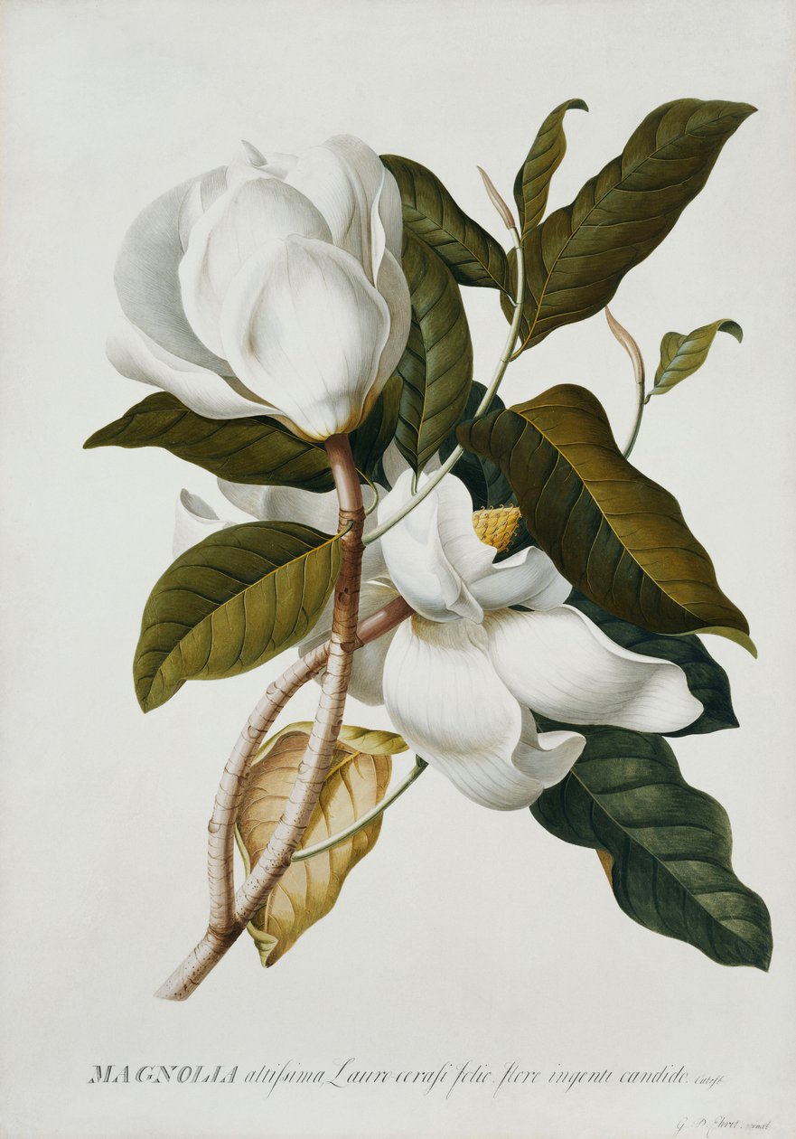 Magnolia door Georg Dionysius Ehret