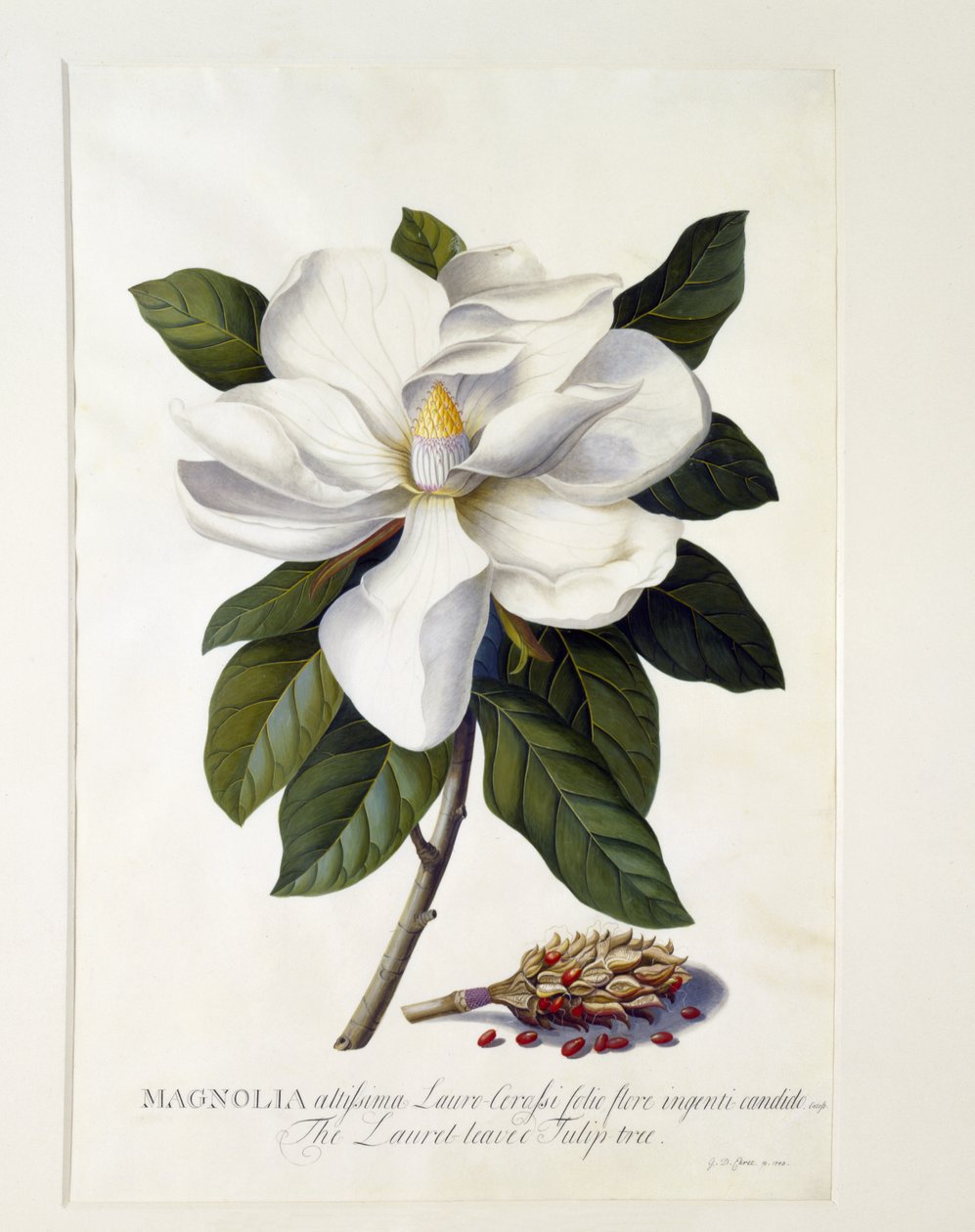 Magnolia grandiflora door Georg Dionysius Ehret