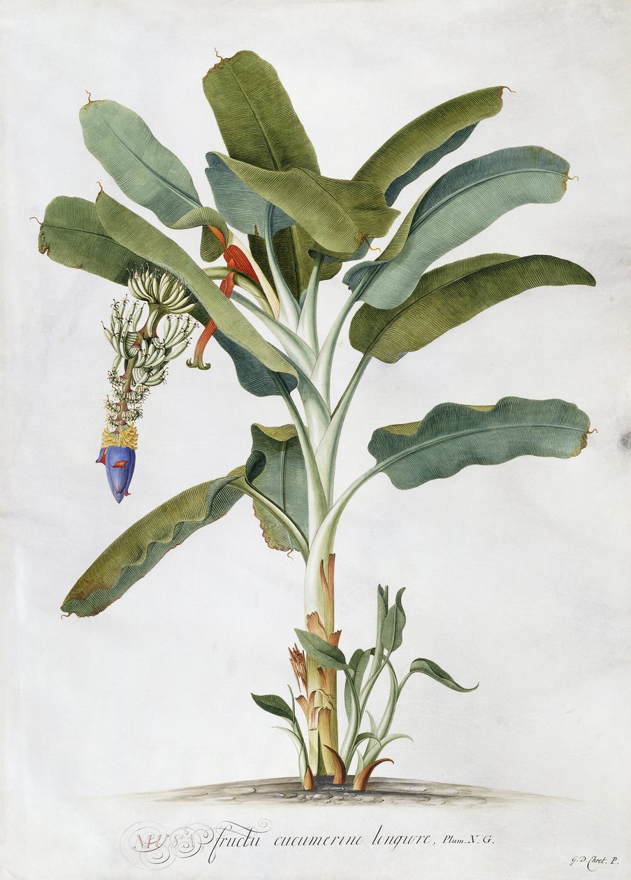 Musa door Georg Dionysius Ehret