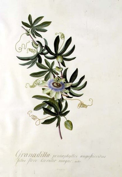 Passiebloem door Georg Dionysius Ehret
