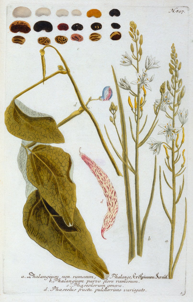 Phalangium door "Georg Dionysius Ehret