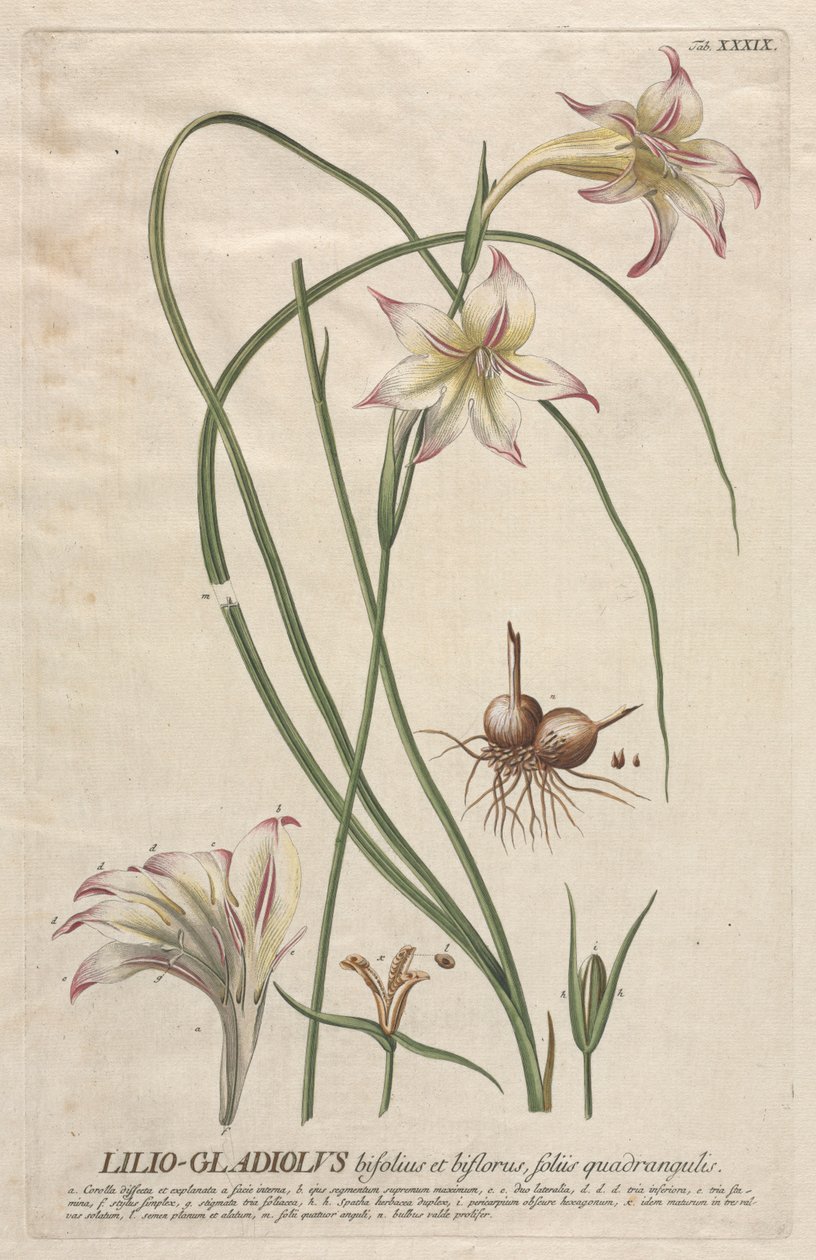 Plantae Selectae: Nr. 39 - Lilio-Gladiolus door Georg Dionysius Ehret