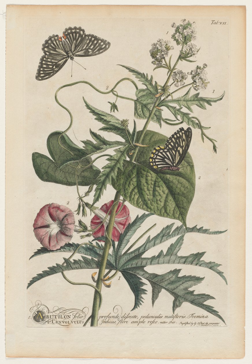 Plantae et papiliones rariores: Nr. 7 door Georg Dionysius Ehret