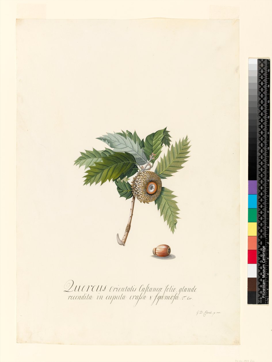 Quercus Orientalis, 1742 door Georg Dionysius Ehret