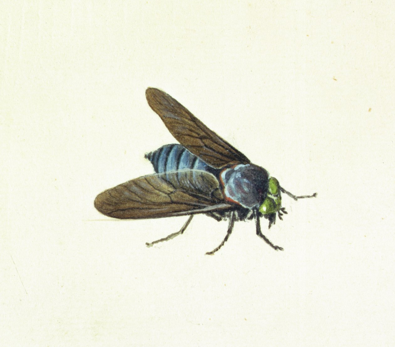 De Paardenvlieg, 18e eeuw door Georg Dionysius Ehret