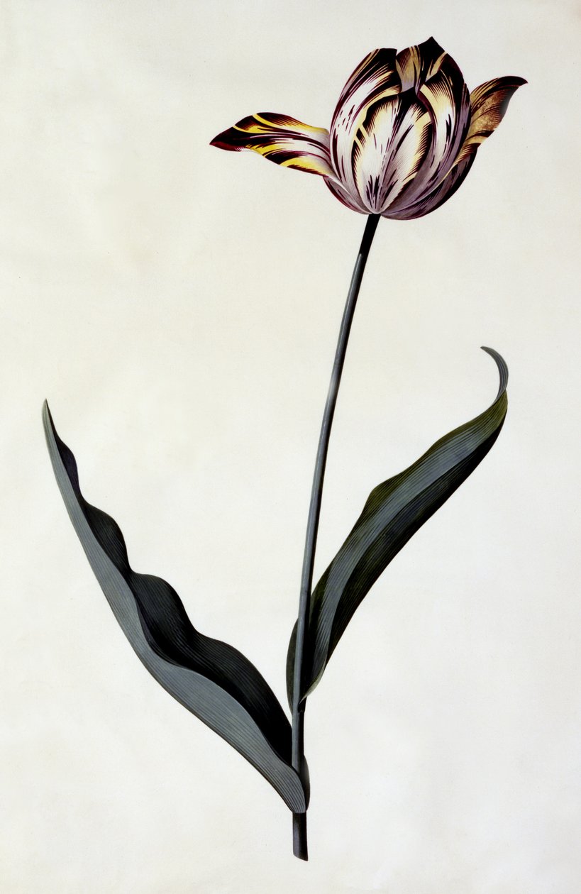 Tulp, ca. 1745 door Georg Dionysius Ehret