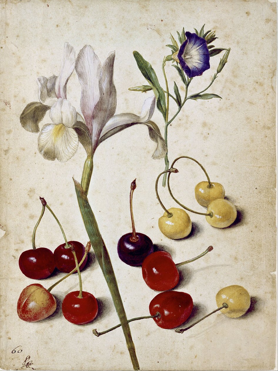 Spaanse iris, ochtendglorie en kersen door Georg Flegel