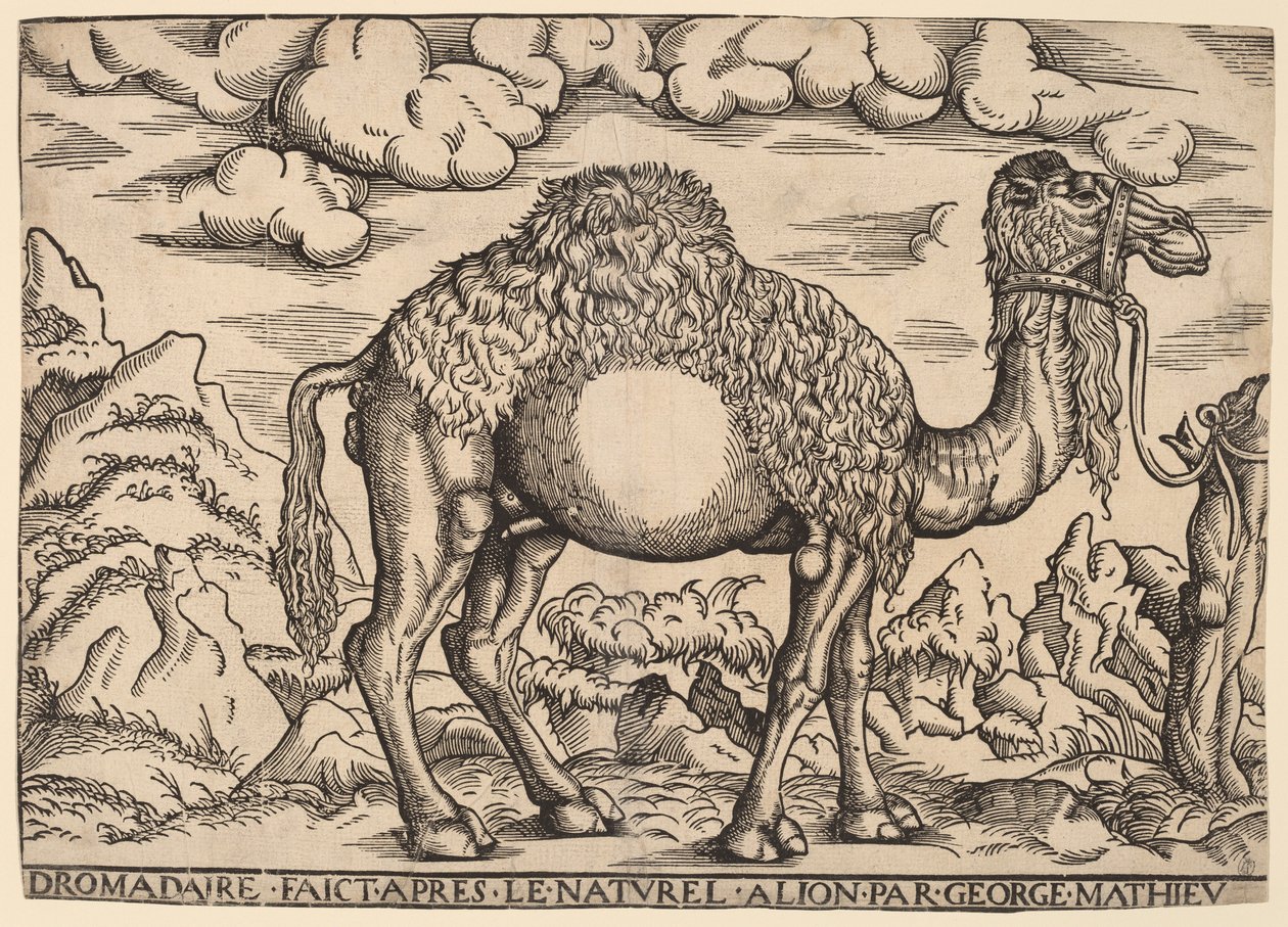 Een Dromedaris door Georg Mattheus