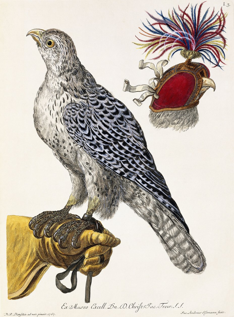 Valkenjacht, plaat 3, uit "Deliciae Naturae Selectae" door Georg Wolfgang Knorr