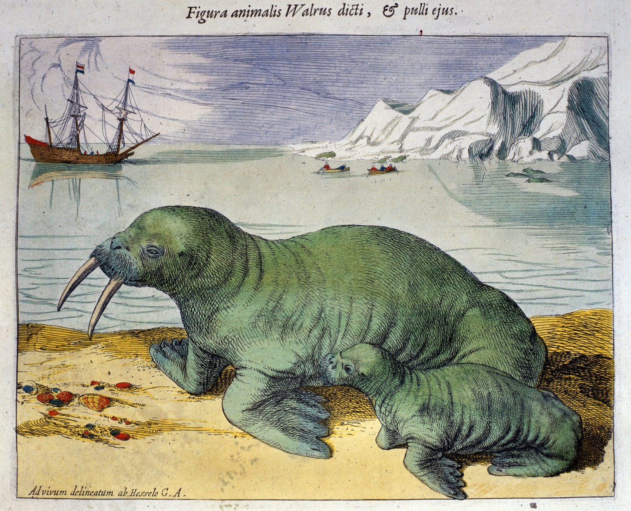 Voorstelling van een walrus, pooldier. Gravure uit de Atlas door Braun & Hogenberg, Amsterdam 1590 door Georg Braun and Hogenberg Franz