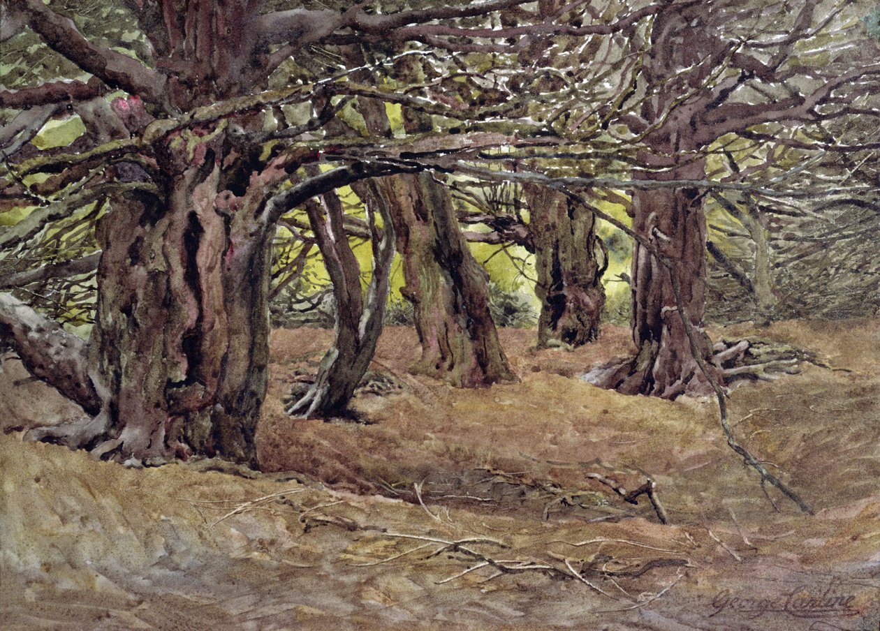Taxusbomen in het Oude Taxusbos, Landgoed van de Graaf van Radnor, nabij Salisbury door George Carline