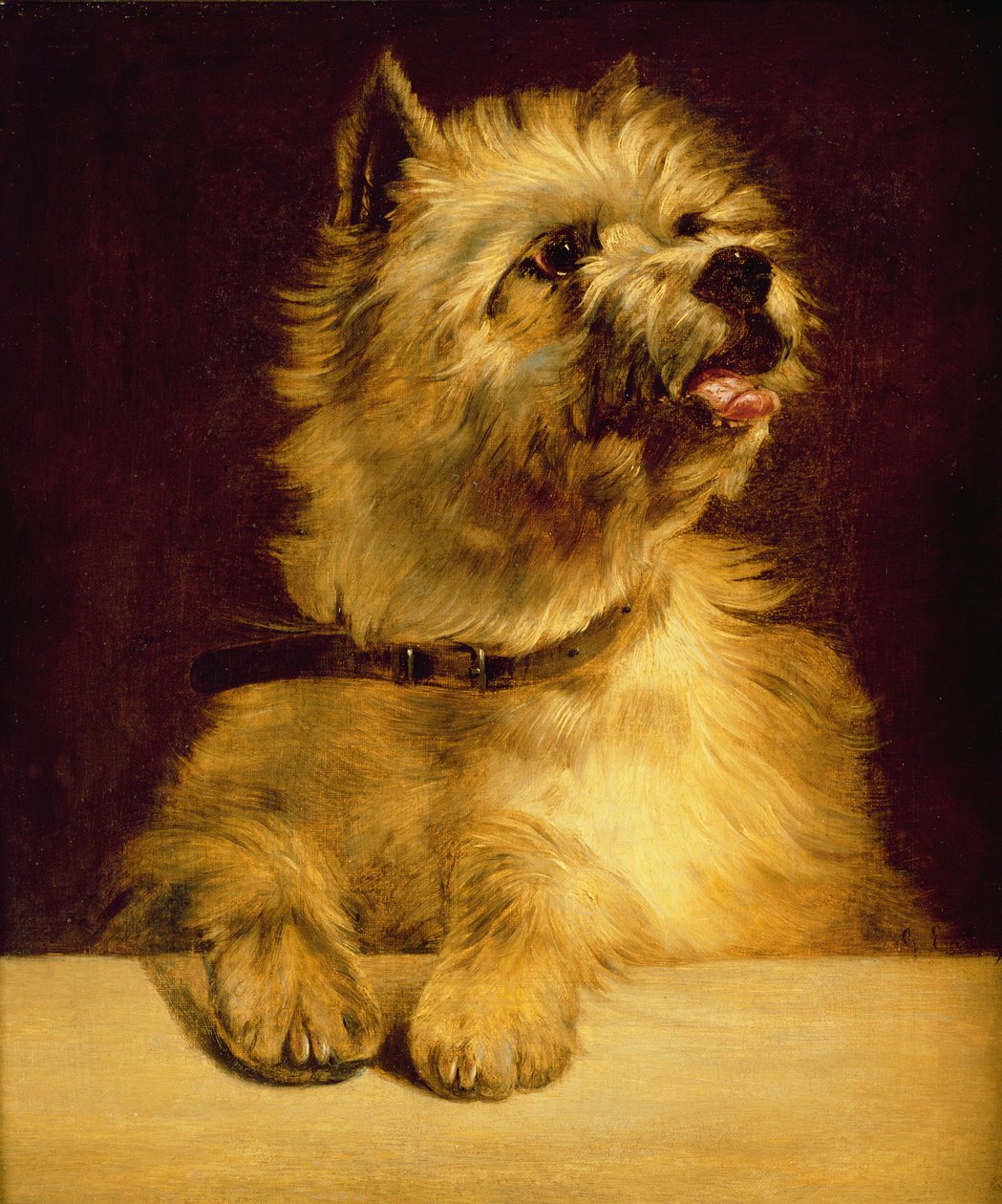 Cairn Terrier door George Earl
