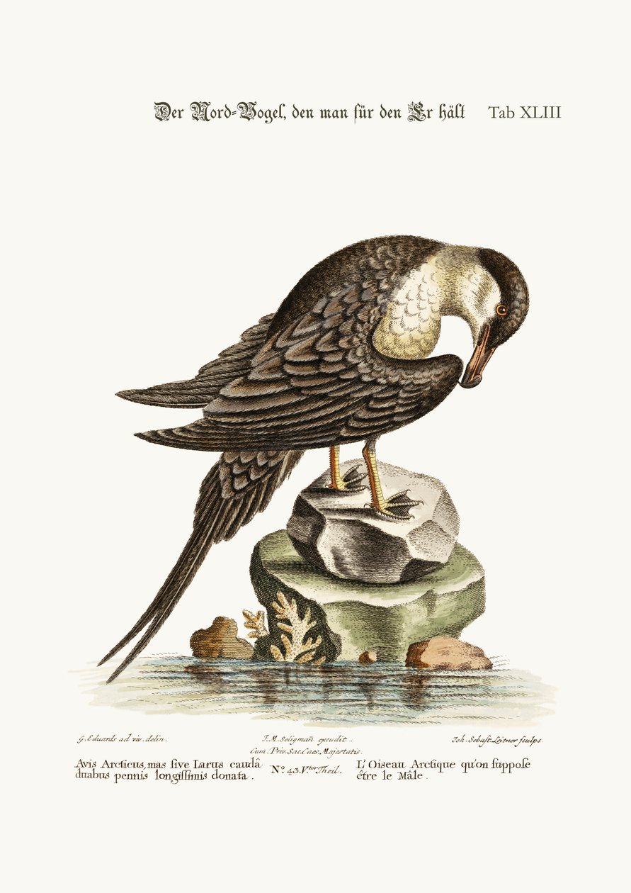 De Arctische Vogel, verondersteld de Haan te zijn, 1749-73 door George Edwards