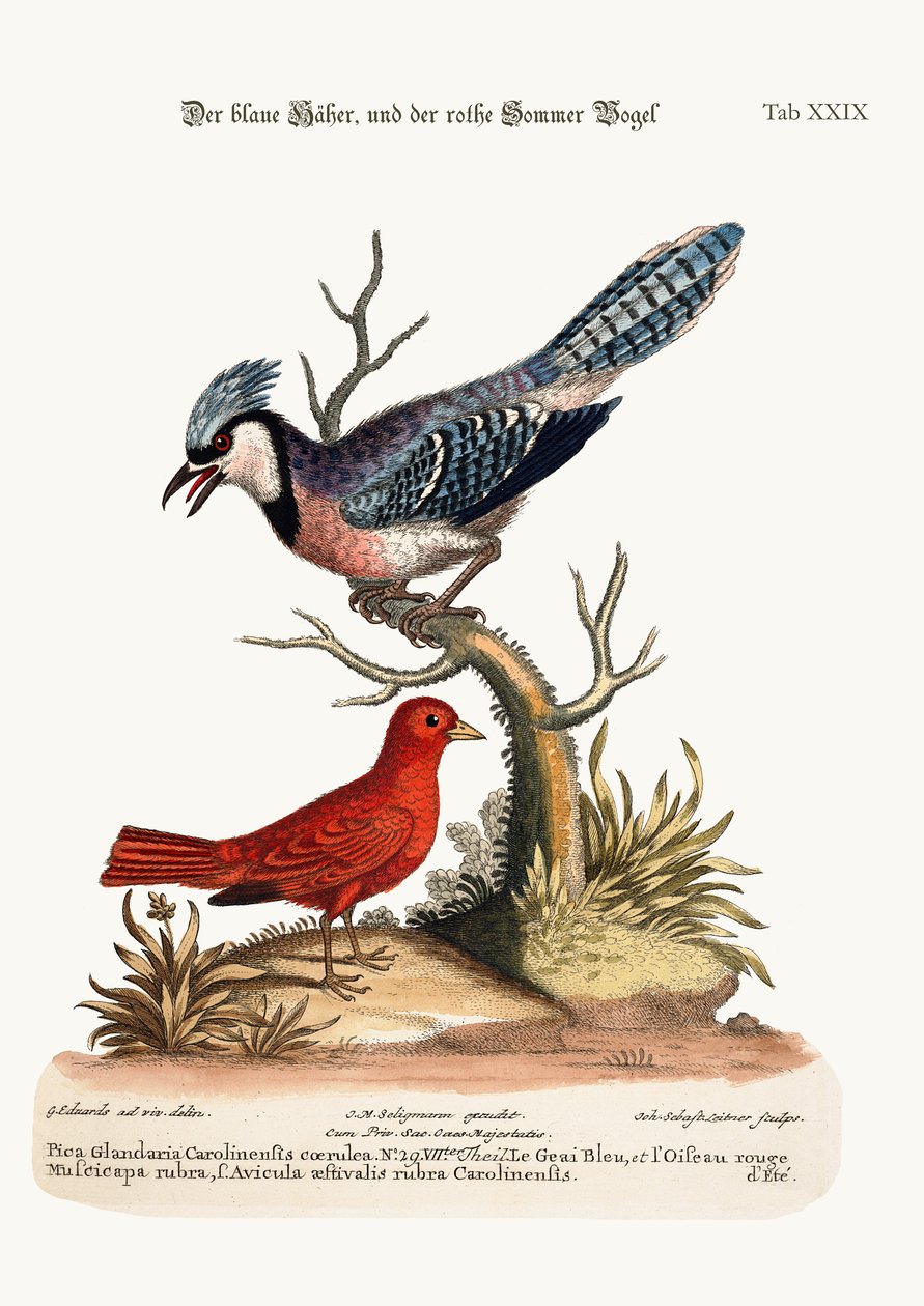 De blauwe gaai en de zomerroodvogel, 1749-73 door George Edwards