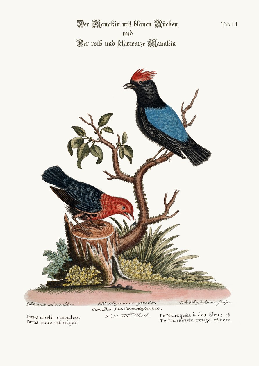 De Blauwrug Manakin, en de Rood en Zwarte Manakin, 1749-73 door George Edwards