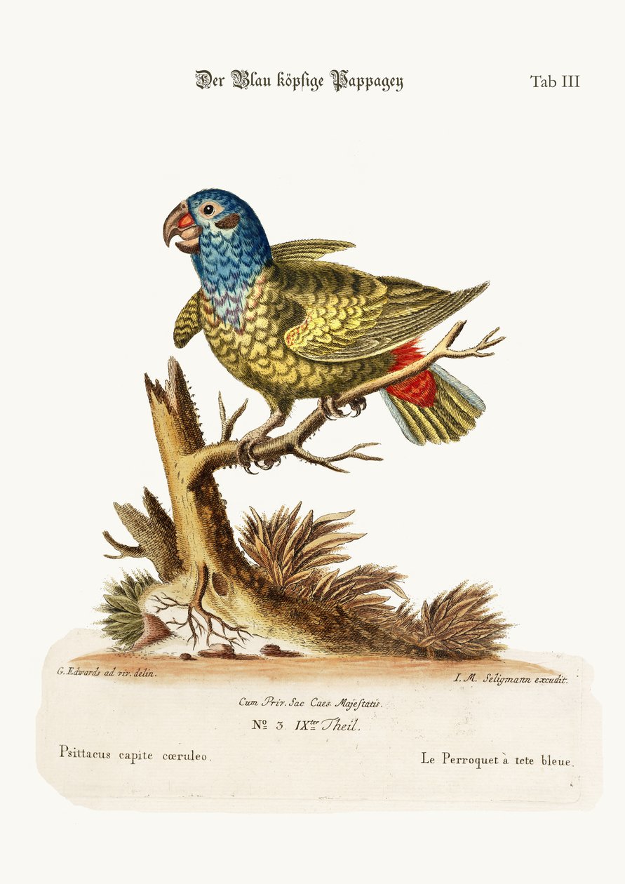 De Blauwkop Papegaai, 1749-73 door George Edwards