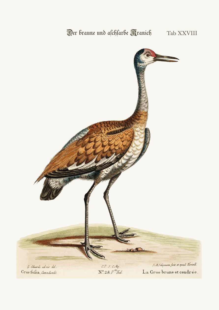 De Bruine en Asgekleurde Kraanvogel, 1749-73 door George Edwards