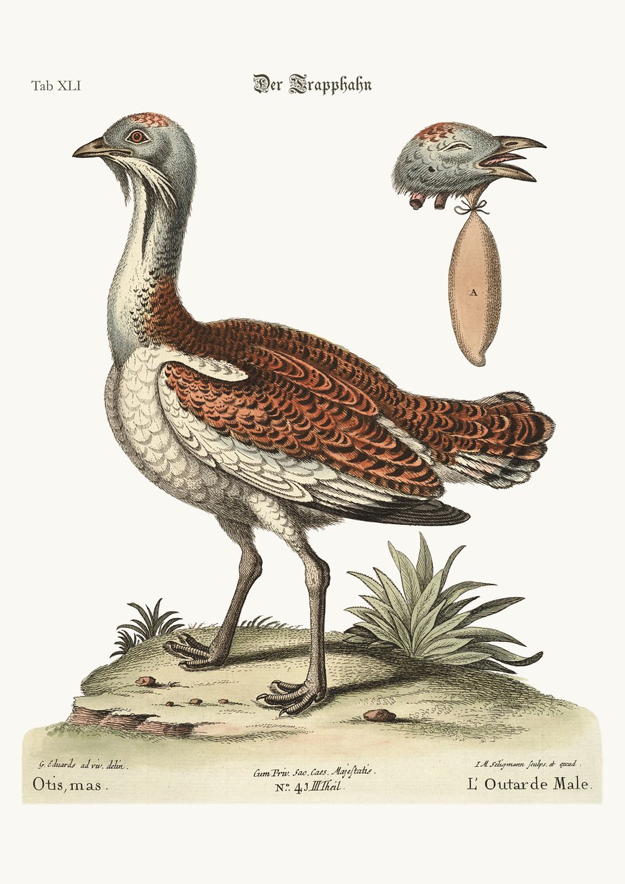 De bustard haan, 1749-73 door George Edwards