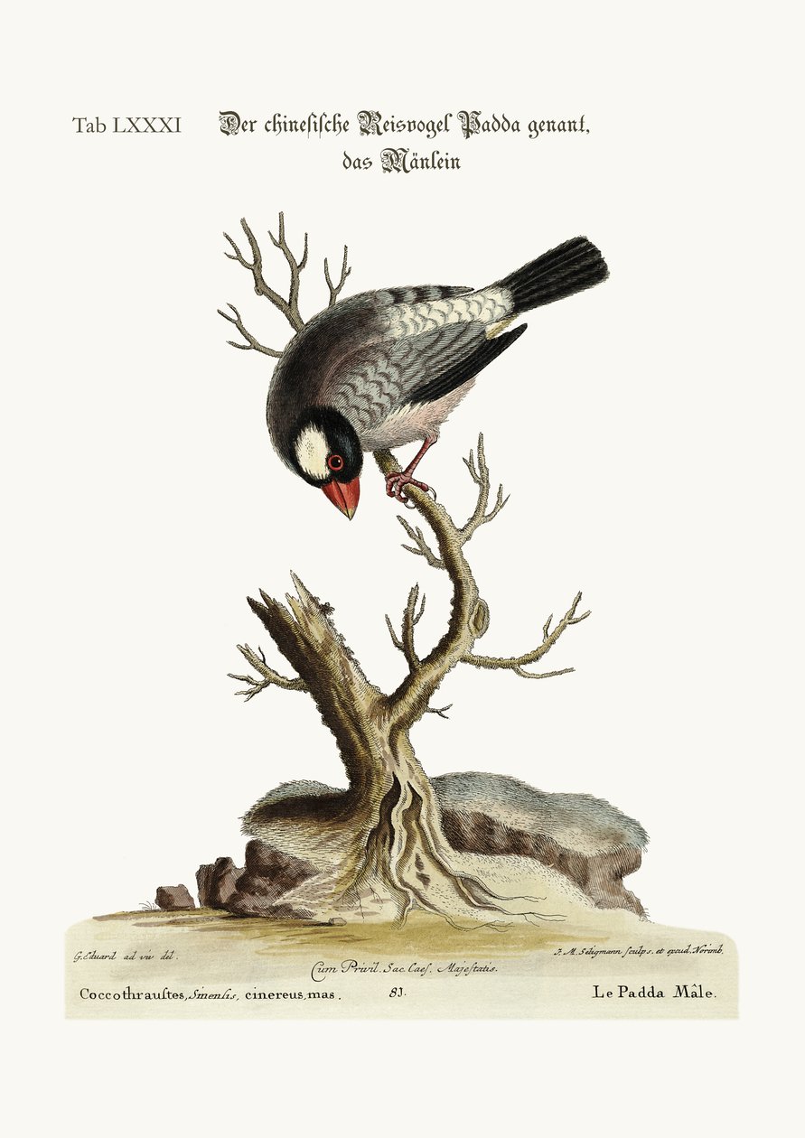 De Cock Padda of Rijstvogel, 1749-73 door George Edwards