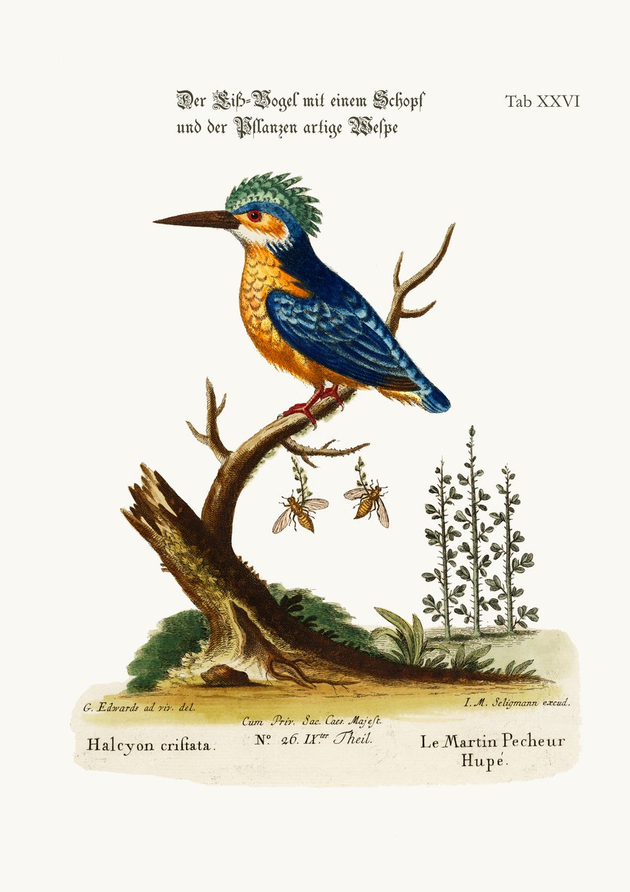 De Kuifijsvogel, 1749-73 door George Edwards