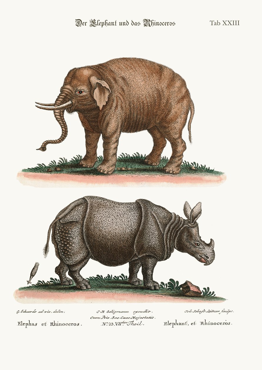 De olifant en de neushoorn, 1749-73 door George Edwards