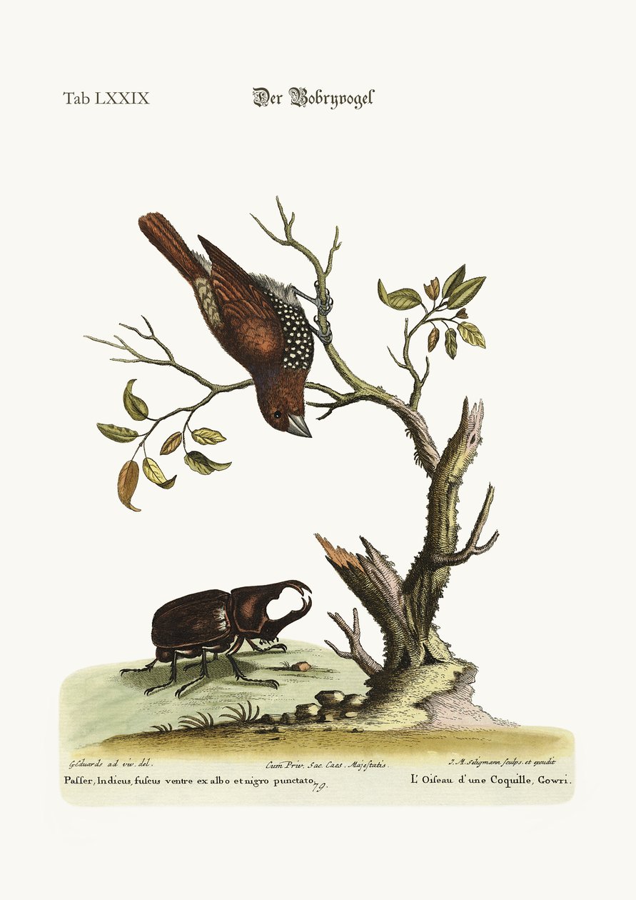De Gowry Vogel, 1749-73 door George Edwards