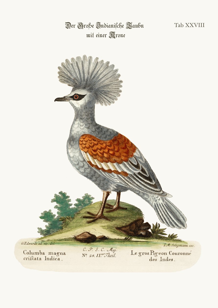De Grote Gekroonde Indische Duif, 1749-73 door George Edwards