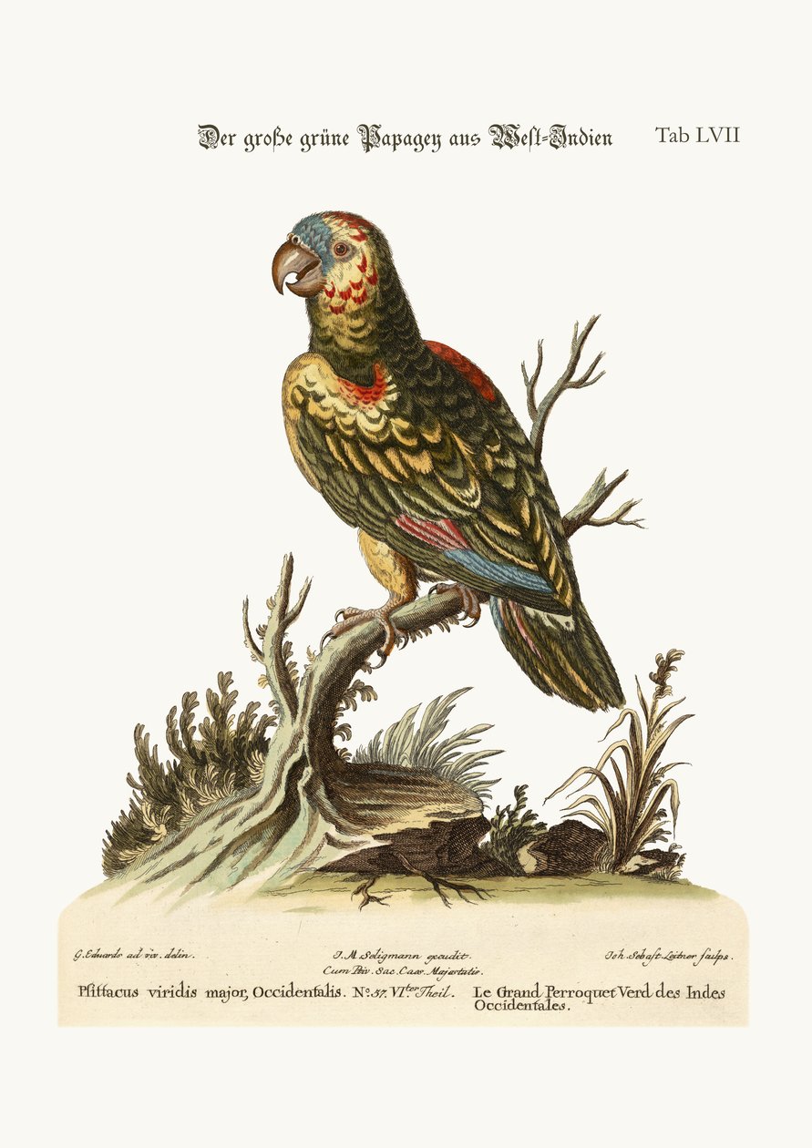 De Grote Groene Papegaai, uit de West-Indië, 1749-73 door George Edwards