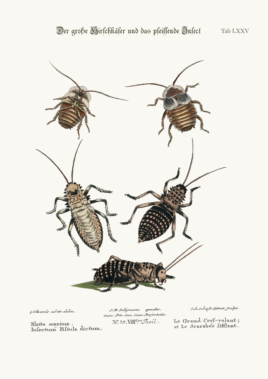 De grotere kakkerlak en het fluitinsect, 1749-73 door George Edwards