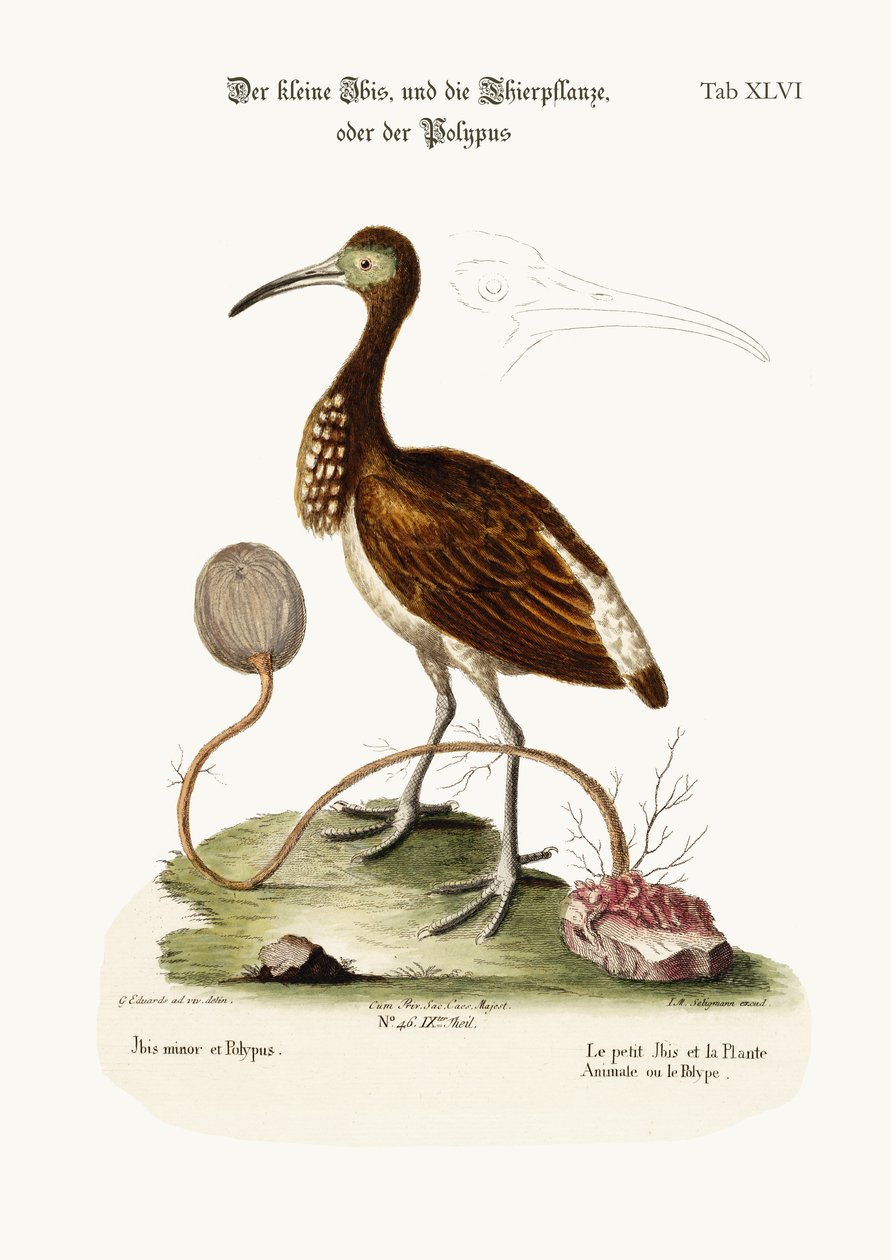 De Kleine Ibis, en de Dier-Plant of Poliep, 1749-73 door George Edwards
