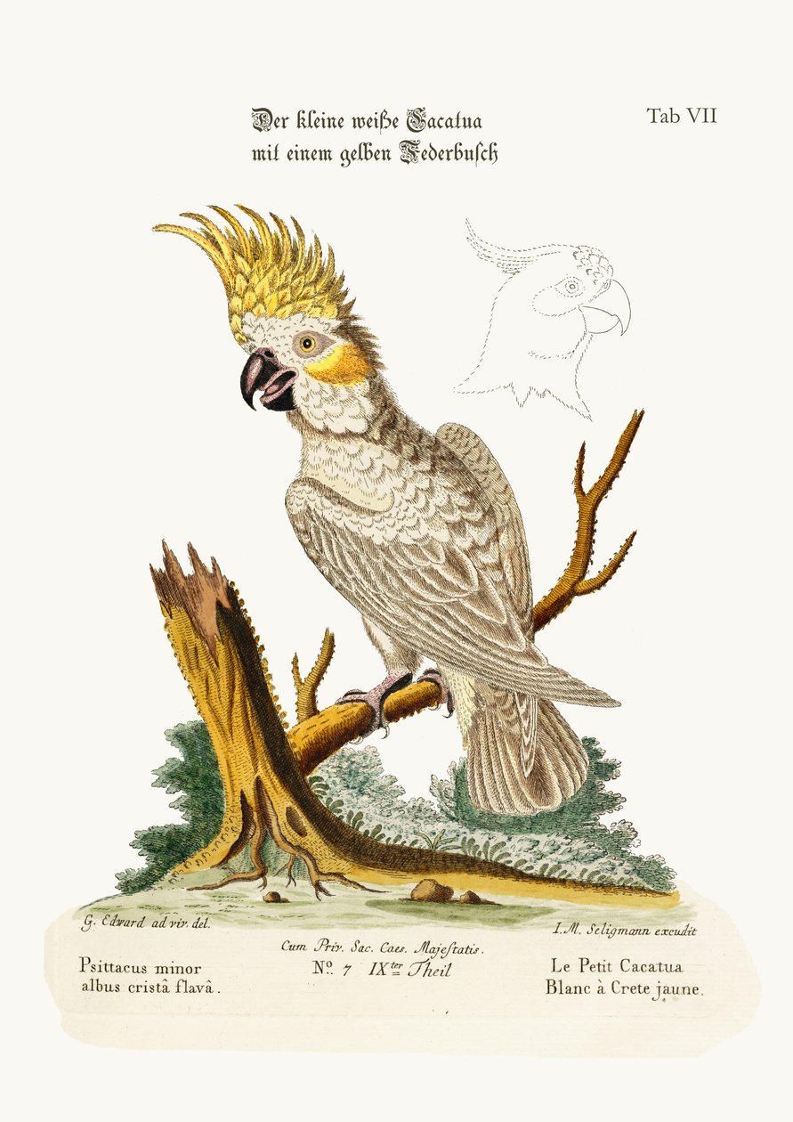 De kleine witte kaketoe met een gele kuif, 1749-73 door George Edwards