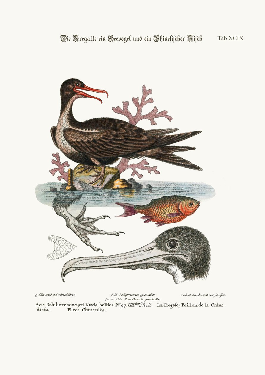 De Man van Oorlog Vogel, de Chinese Vis, 1749-73 door George Edwards